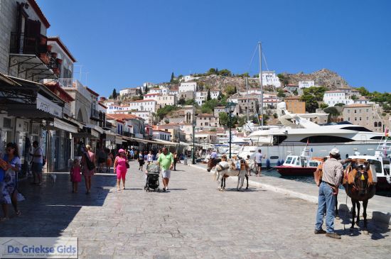 Hydra